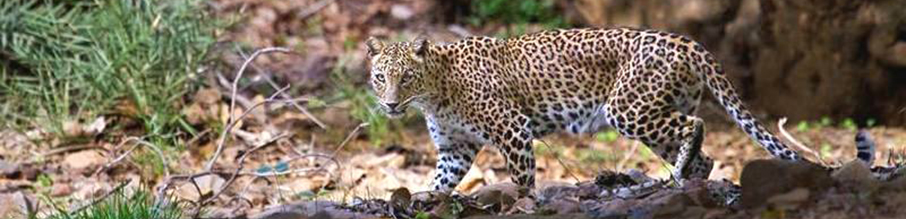 Kota to Ranthambore Tour Package