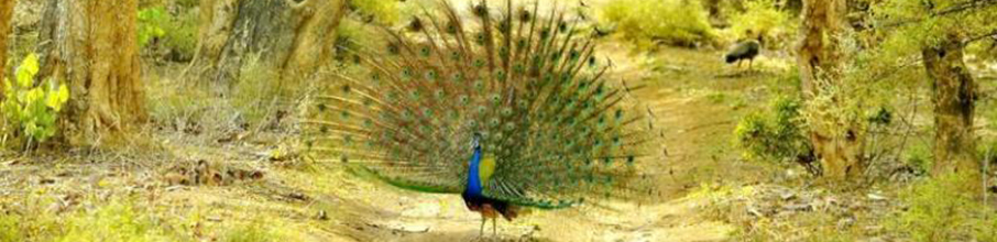 Ranthambore Monsoon Break