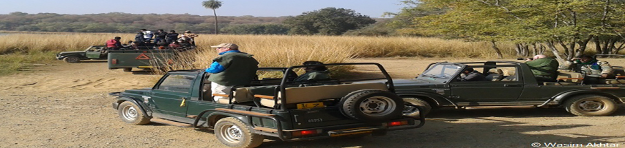 Ranthambore safari Tour