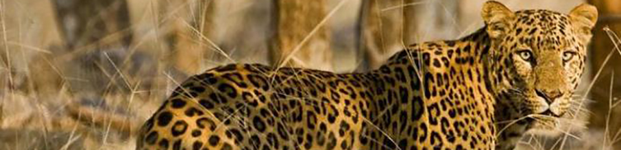 Ranthambore Weekend Tour