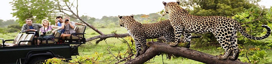 Ranthambore Tiger Tours