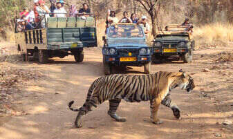 Best Safari Zone in Ranthambore