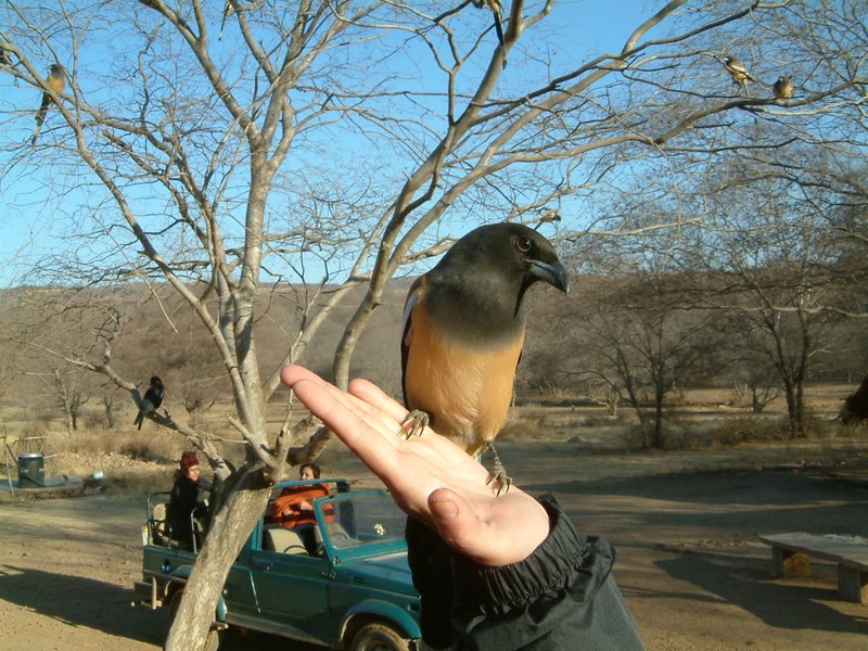 Ranthambore Bird watching Ranthambore Bird watching