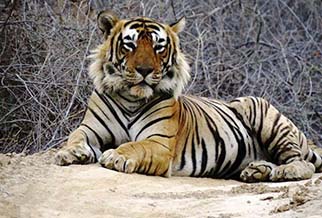 Ranthambore Special wildlife packages