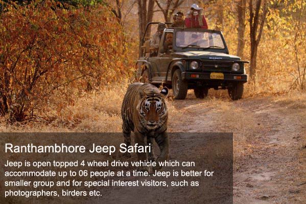Ranthambore Jeep Safari