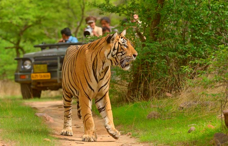 Ranthambore Monsoon Package