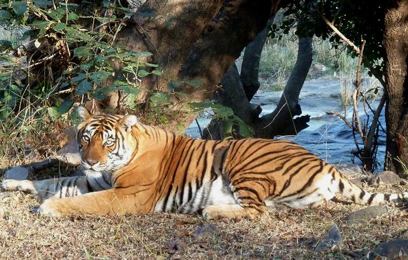 Kota to Ranthambore Tour Package