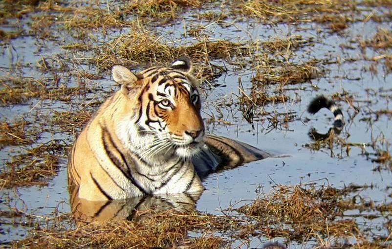 Jaipur to Ranthambore Tour Package