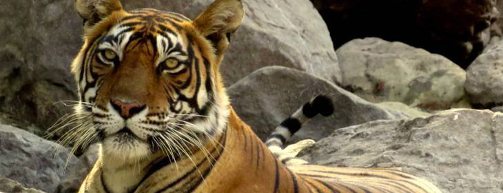 Ranthambore Tour Packages 1 Night 2 Days