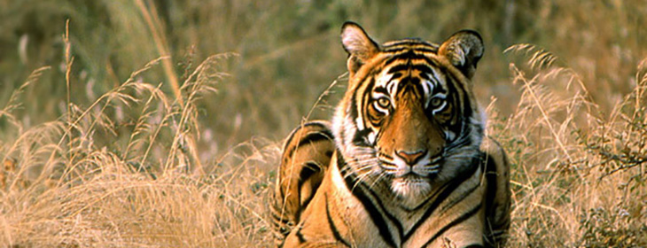 Ranthambore Tour Packages 2 Nights 3 Days