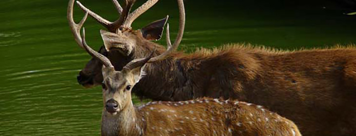 Ranthambore Tour Packages 4 Nights 5 Days