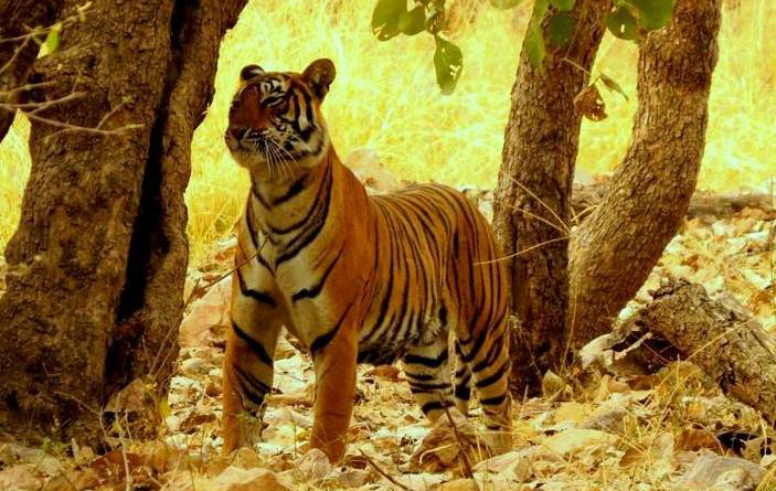 Ranthambore Holiday Package