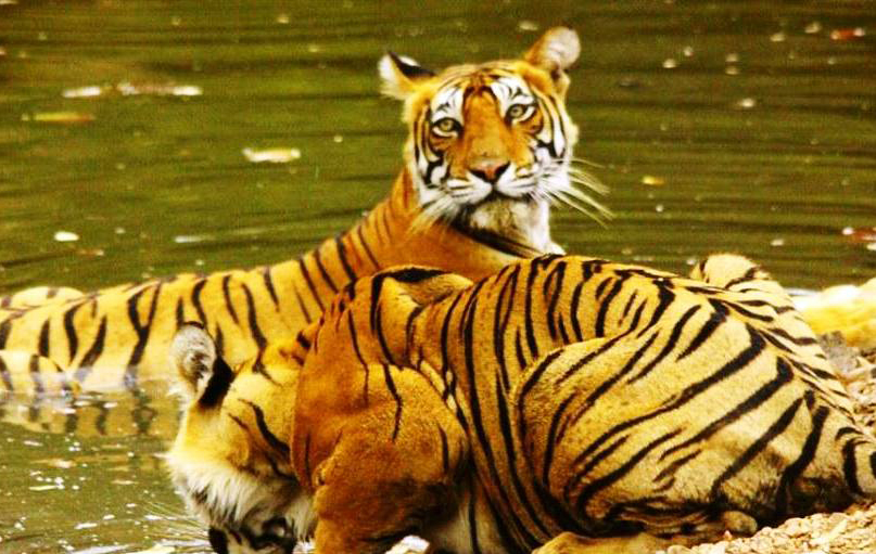 Ranthambore Safari Tour
