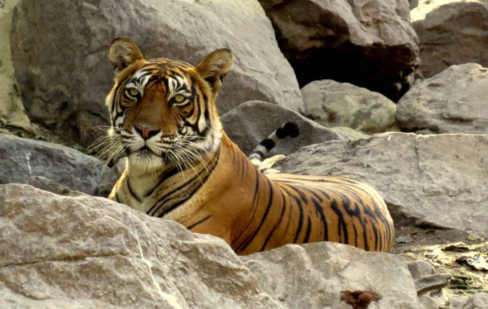 Ranthambore Same Day Tour