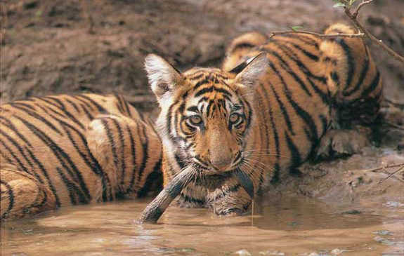 Ranthambore Tiger Tours