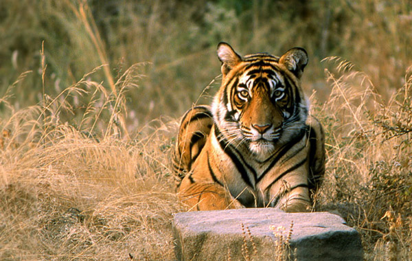 Ranthambore Weekend Tour