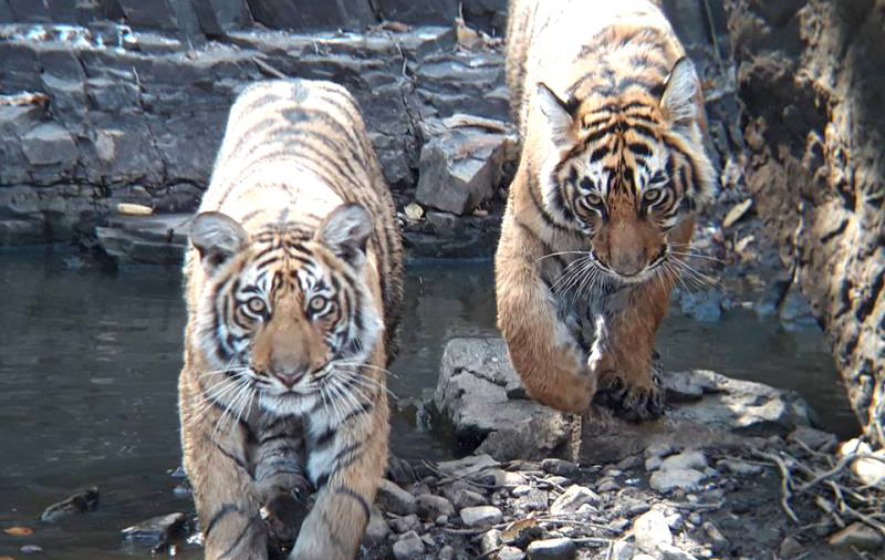 Ranthambore Wildlife Safari Tour Package
