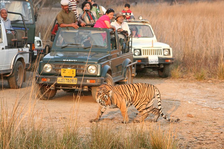 Ranthambore Travel Service 