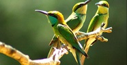 Ranthambore Bird Watching