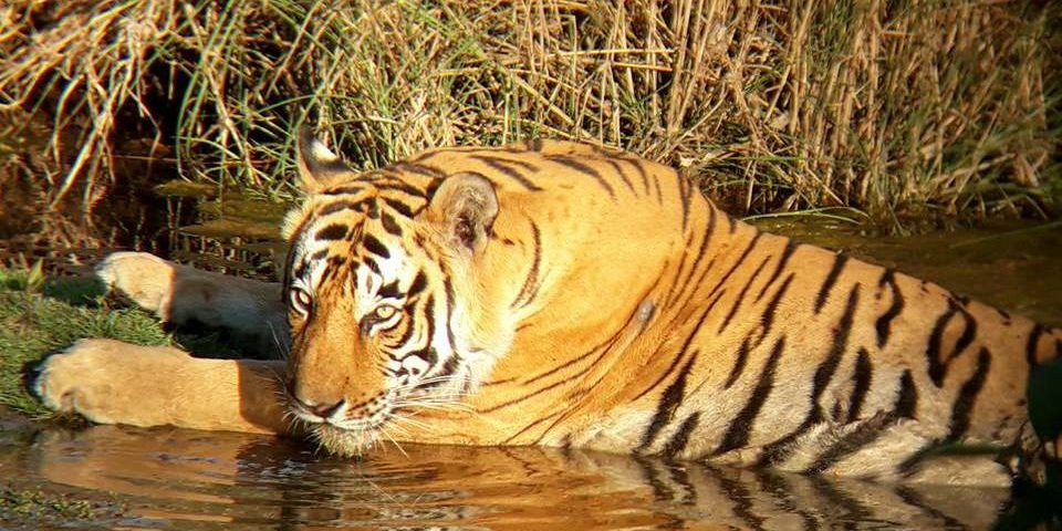 ranthambore-park-open-in-monsoon