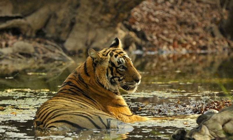 t-19-Ranthambore
