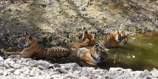 Ranthambore National Park open in Monsoon