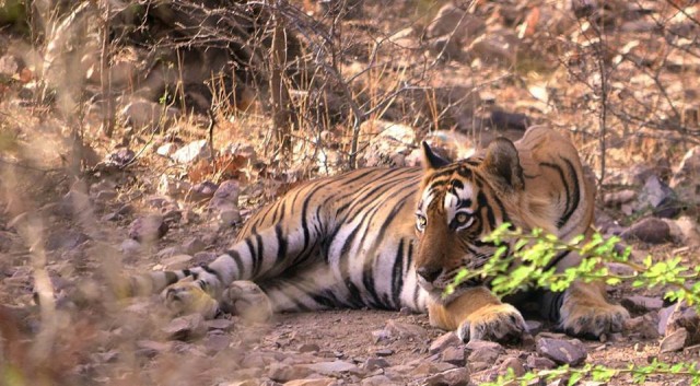 Ranthambore Tiger Reserve Becomes India’s highest Earning Wildlife Park in 2016-17