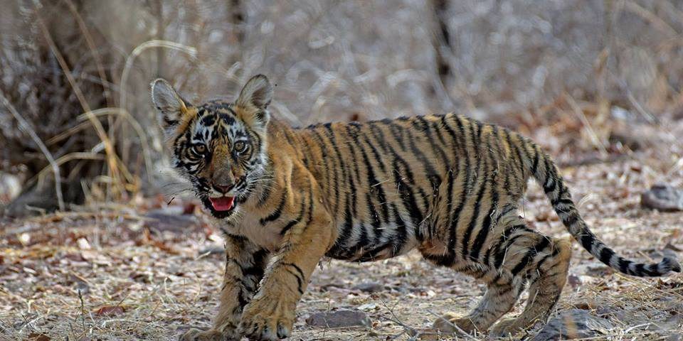 tiger-cub ranthambore 