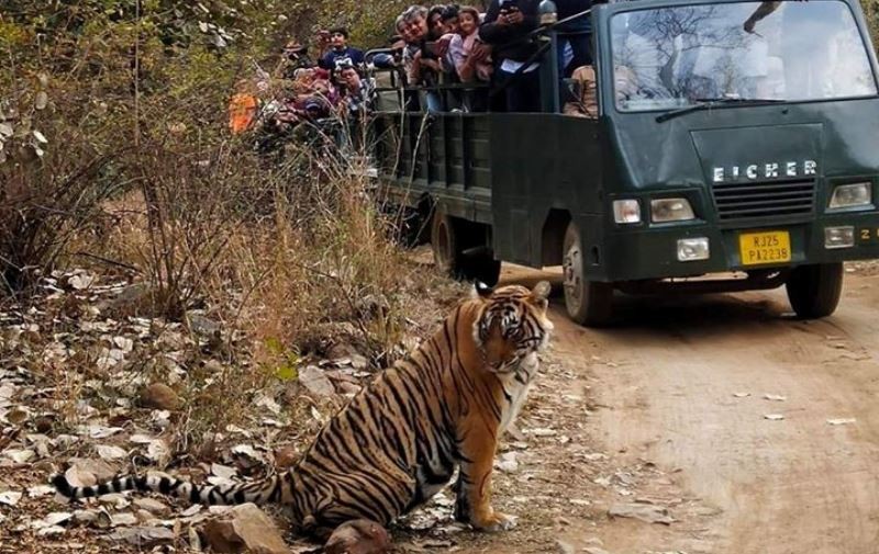 Ranthambore National Park Safari 