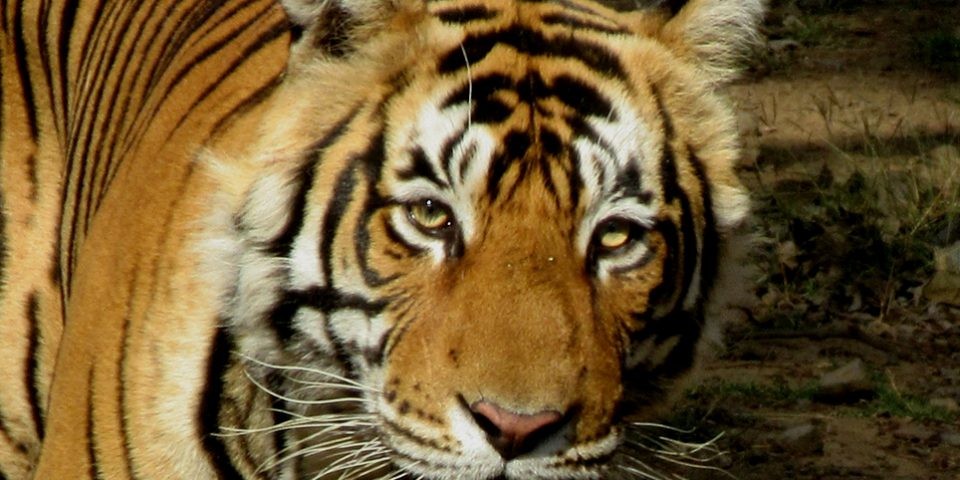 Tiger T 91 Ranthambore 