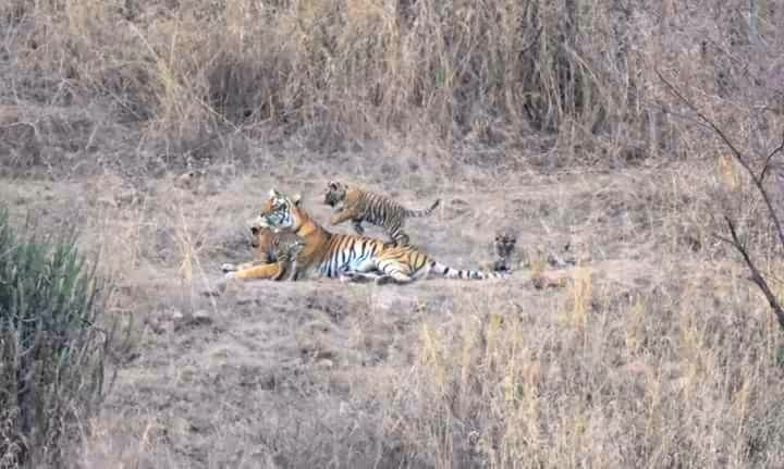 tigress t 8 with cubs ranthambore