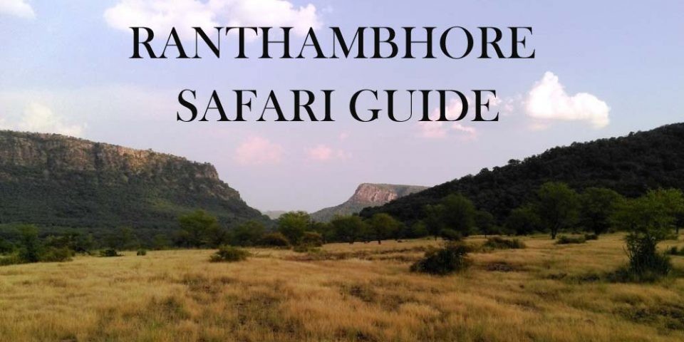 Ranthmbore-Safari-Guide