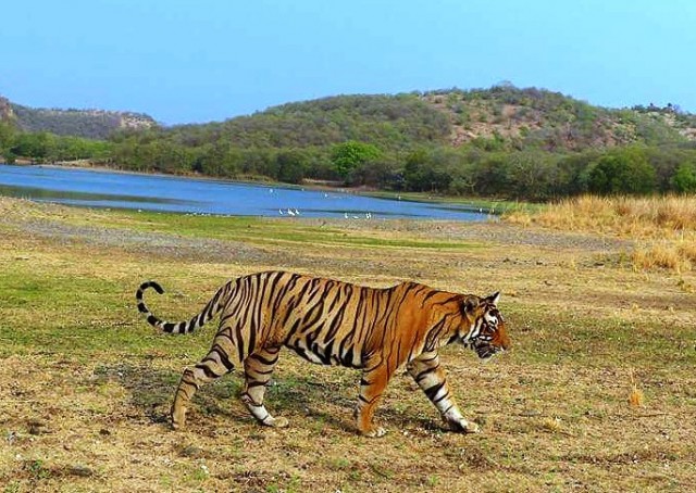 Wildlife Census in Ranthambore National Park