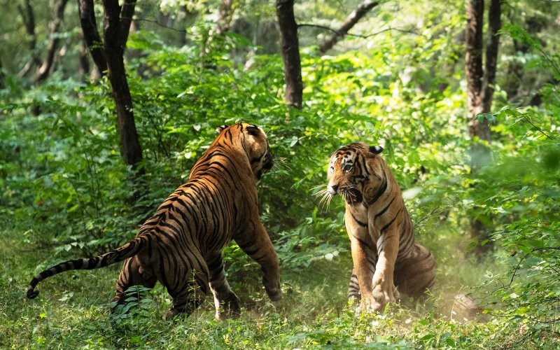 tiger-fight-photo-in-RNP