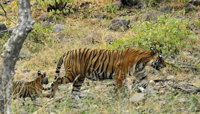 Tigress-T-39-with-cubs-Ranthambore
