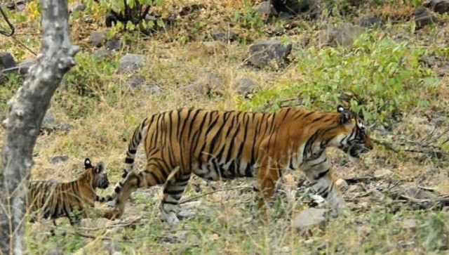 Tigress T-39 spotted with three cubs in Ranthambore