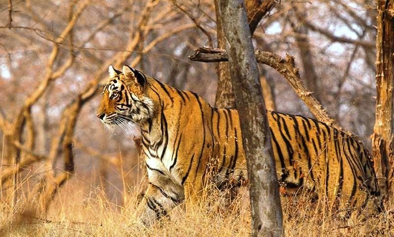 Tigress Lightning T 83 Ranthambore 