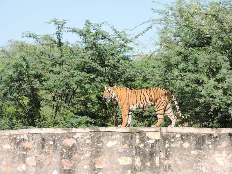 Tigress-T83-lighting-Ranthambore