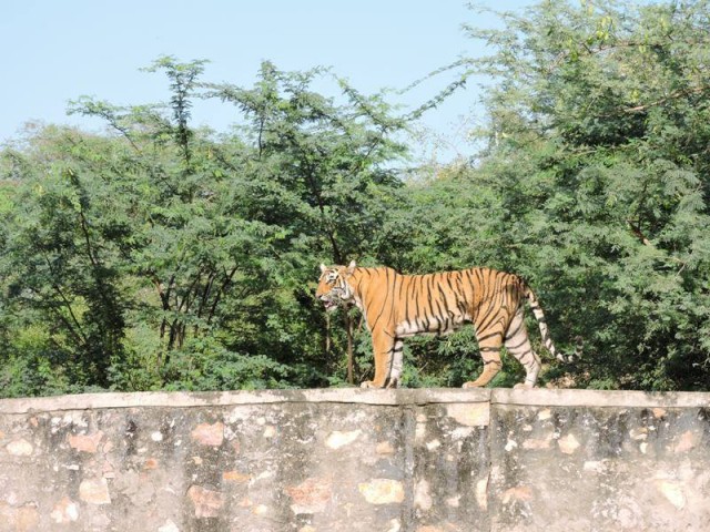 Tigress T83 Lightning sojourn out of Ranthambore National Park