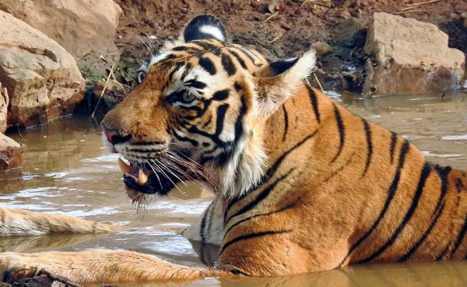 Tiger-territory-in-ranthambore-safari-zone
