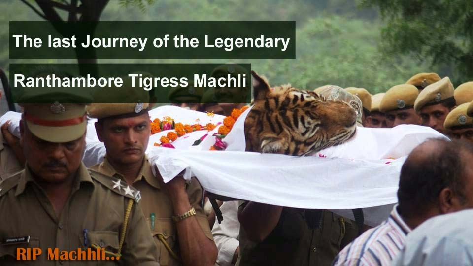 Machhli-died-in-Ranthambore