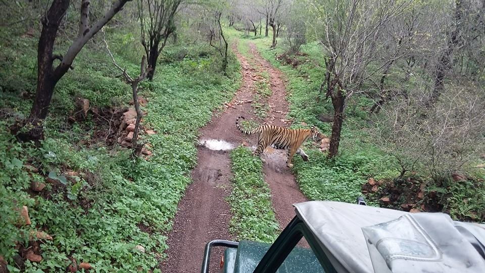 Ranthambore Jeep safari in Monsoon