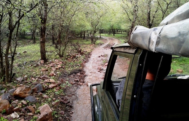 ranthambore-jungle-safari-monsoon