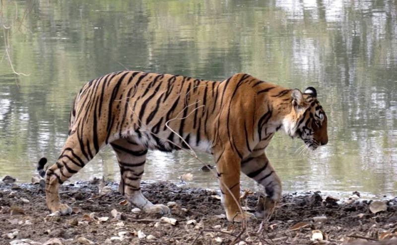Tiger-Arrowhead-Ranthambore