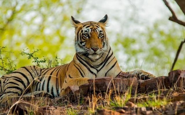 Identifying-Tigers-in-Ranthambore-National-Park-Safari-Zones