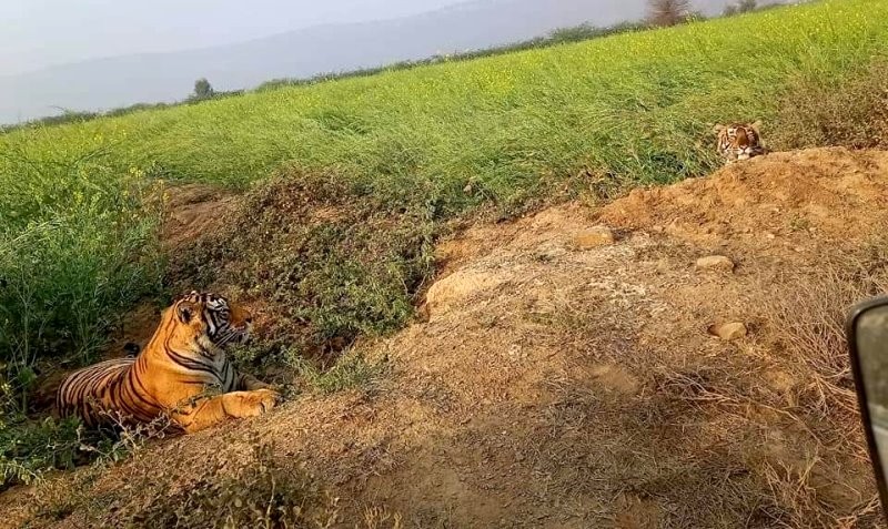 Tiger-in-the-Farm-of-Ranthambore