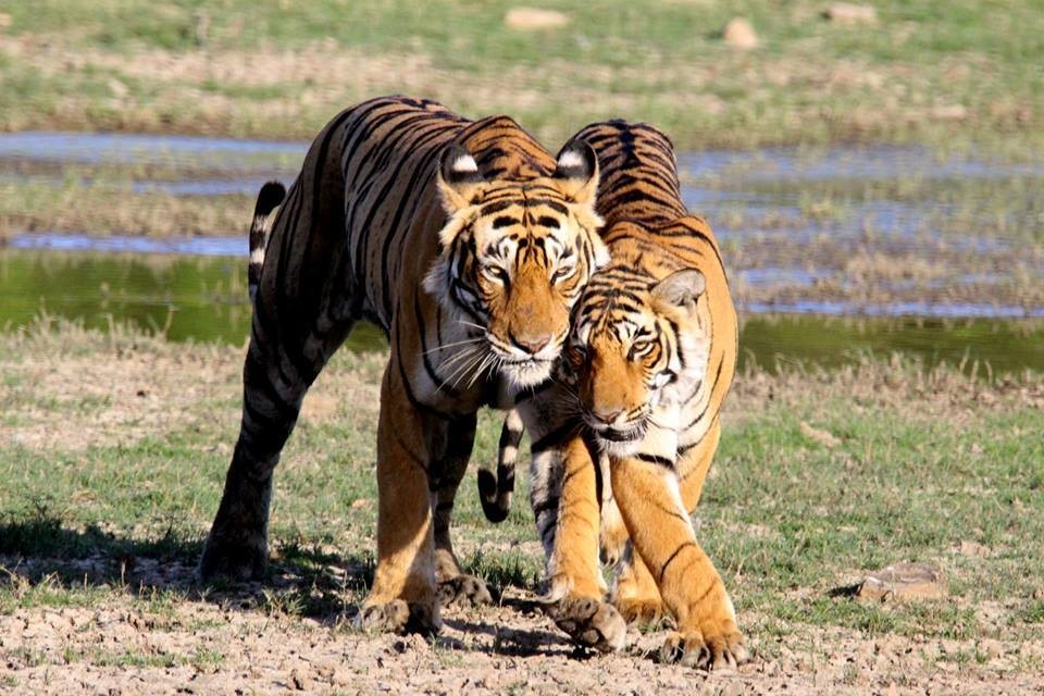 Ranthambore-National-Park-re-opens-on-Oct-1