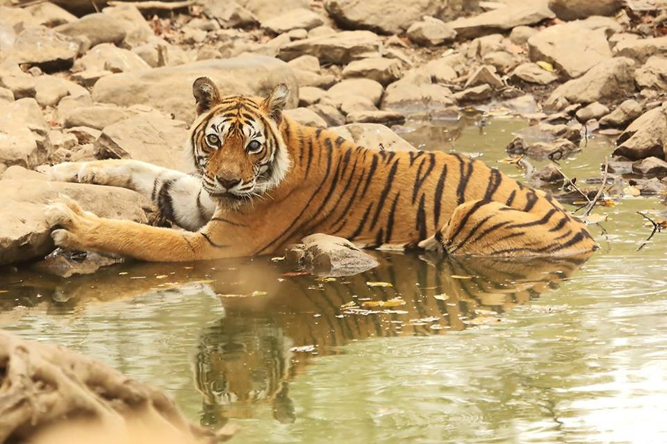 New-Incarnation-of-Tigress-Machli-in-Ranthambore-National-Park