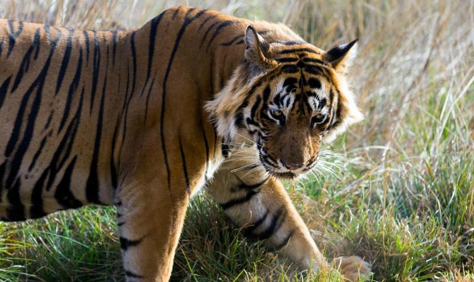 Is-really-Ustad-T24-a-Man-Eater