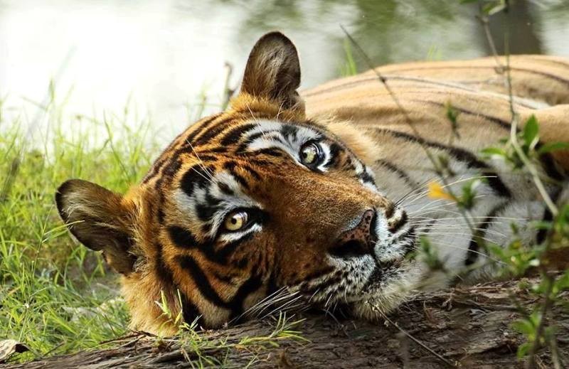 Ranthambore-Tiger-T24-secretly-shifted-to-Udaipur-Zoo